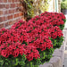 Bulk 16.5 inches Tall Geranium Bush Faux Flowers UV Resistant for Outdoors and Indoors Wholesale Artificialmerch