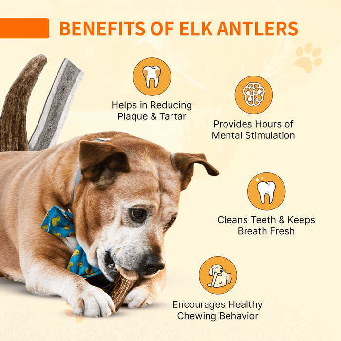 Natural Antlers for Dogs – Durable Grade A Chews for Aggressive Chewers