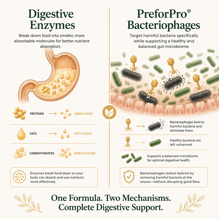 Vesalix Digestive Supplement with Prebiotic, Probiotic & Postbiotic