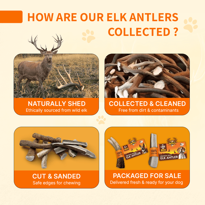 Natural Antlers for Dogs – Durable Grade A Chews for Aggressive Chewers