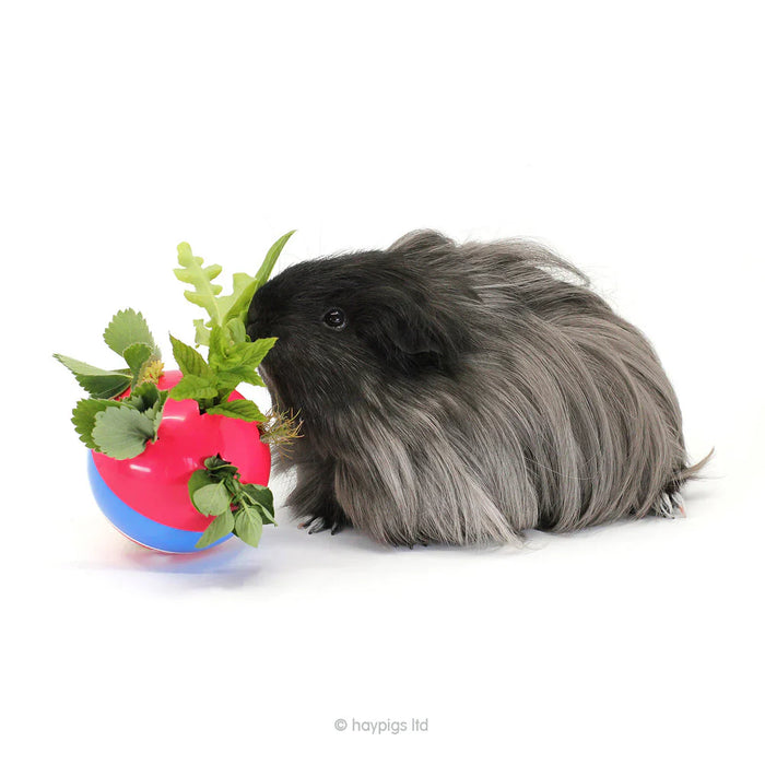 HayPigs Circus Treat Ball 3-in-1 Enrichment Toy