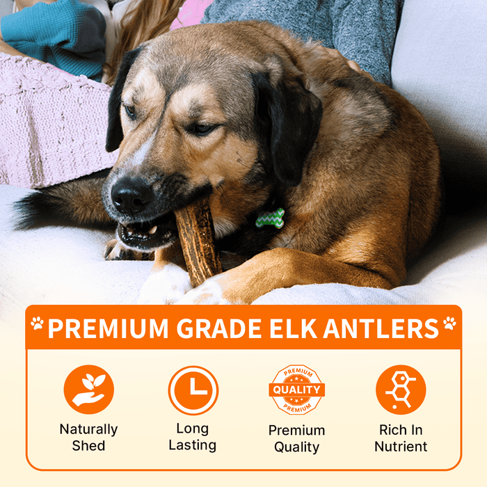 Natural Antlers for Dogs – Durable Grade A Chews for Aggressive Chewers