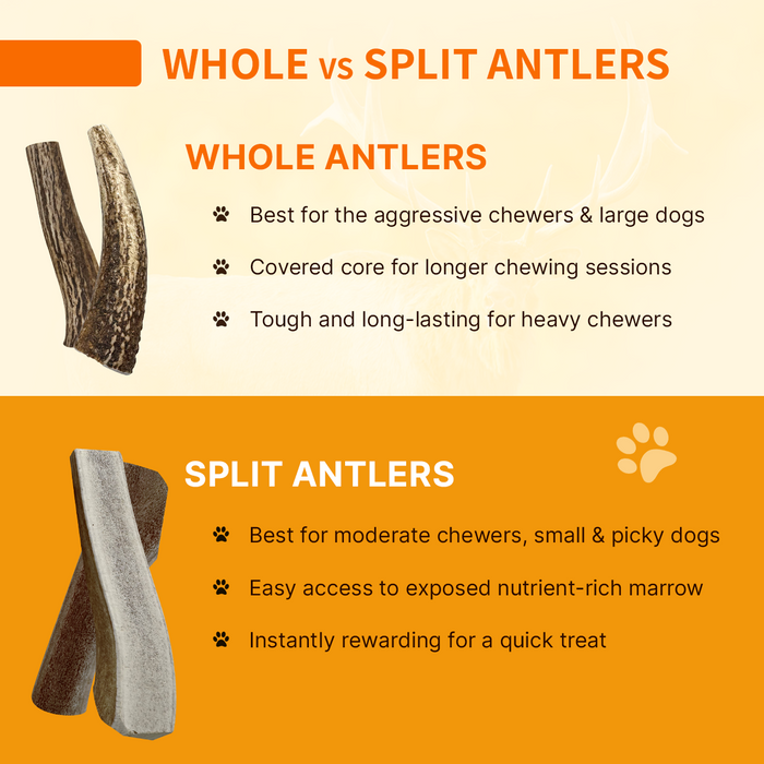 Natural Antlers for Dogs – Durable Grade A Chews for Aggressive Chewers