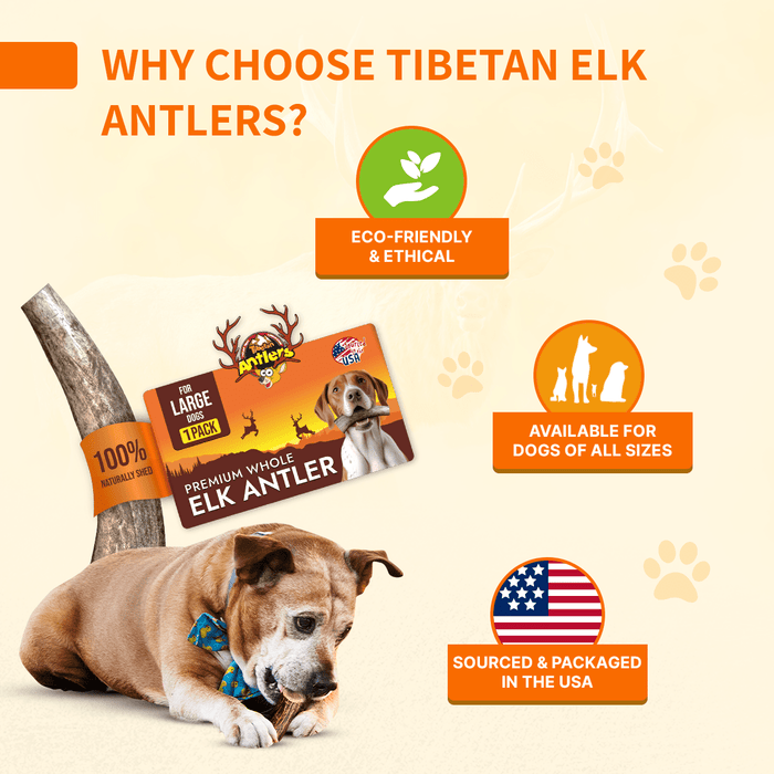 Natural Antlers for Dogs – Durable Grade A Chews for Aggressive Chewers